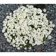 thumbnail image 3 of 800 WHITE ALPINE ROCKCRESS Aubrieta Rock Cress Arabis Alpina Flower Seeds, 3 of 6