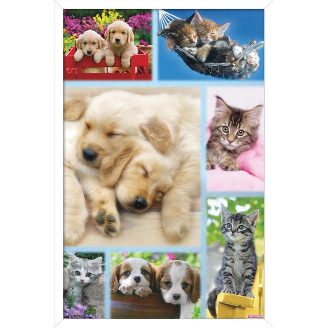 Keith Kimberlin - Affiche Murale Collage de Chiots et Chatons, 22,375 Po x 34 Po Présentant un Collage de Chiots golden retriever Dormant, de Chatons Câlinés dans un Hamac, d'Un Chaton Tigré sur une Couverture Rose, d'Un Chaton Gris Près des Fleurs et d'Un Chiot Posant Sa Tête sur une surface en Bois, Convient pour Décorer des Chambres, des Salons Ou des Chambres d'Enfants.