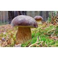 thumbnail image 4 of HJADGG Mushrooms Porcini Spores Spawn Mycelium Heirloom Non-GMO for Planting, 4 of 8