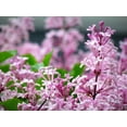 thumbnail image 4 of Lilas de Corée nain 2 Gal, 4 of 6