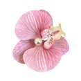 thumbnail image 1 of Phalaenopsis Épingle à Cheveux Orchidée 2025 Nouveau E6P4, 1 of 1