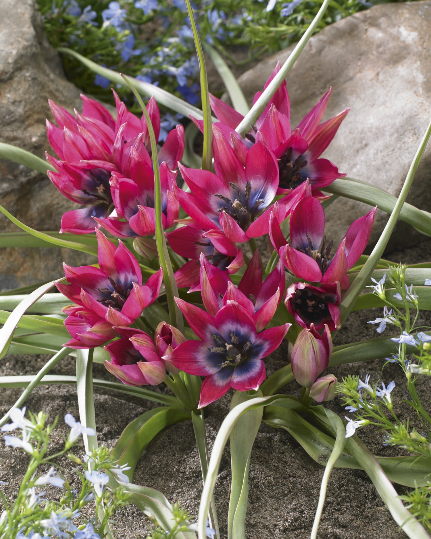 TASC Tulip ‘Little Beauty’ Perennial Flower Bulb