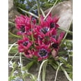 thumbnail image 1 of TASC Tulip ‘Little Beauty’ Perennial Flower Bulb, 1 of 2