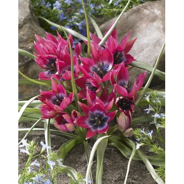 TASC Tulip ‘Little Beauty’ Perennial Flower Bulb
