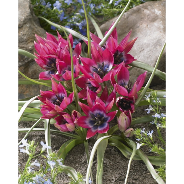 TASC Tulip ‘Little Beauty’ perennial flower bulb with star-shaped pink and purple blooms and dark centers, surrounded by slender green leaves in sandy soil with small blue flowers and natural rocks, suitable for garden beds, borders, and containers.