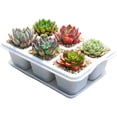 thumbnail image 2 of Wzzjkit Nursery Fleshiness Pots Reusable Planting Trays Suitable for Flowers Vegetables, 2 of 5
