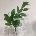 thumbnail image 3 of PITTOSPORUM, 3 of 3