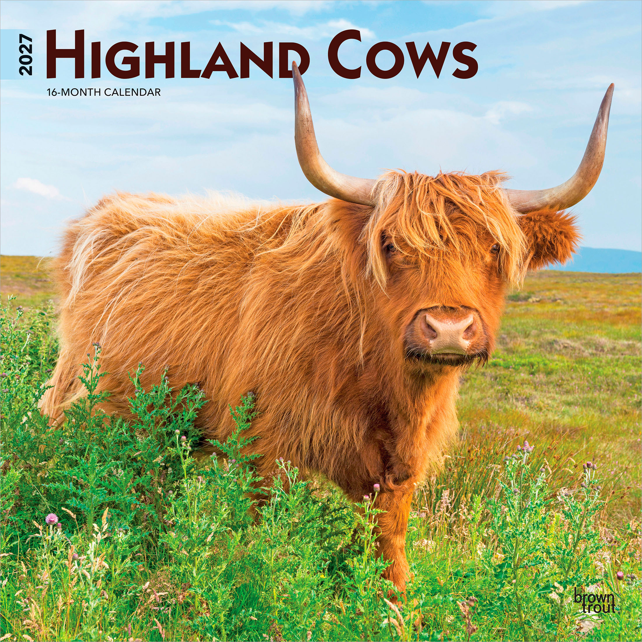 Vaches des Highlands 2027 Format carré