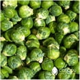 thumbnail image 1 of GSDWIUEW Catskill Brussel Sprouts 50-60 Heirloom Seeds-, Organic Seed, 1 of 2
