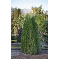 thumbnail image 1 of Arbre de cèdre, 1 of 2
