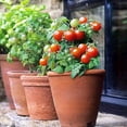 thumbnail image 2 of GSDWIUEW Graines d'Intérieur Tomate Nain en Pot Rouge Légume Ancien Précoce pour la Plantation, 2 of 8