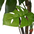 thumbnail image 2 of vidaXL Artificial Monstera Plant with Pot 130 cm Green, 2 of 2