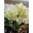 thumbnail image 1 of GSDWIUEW Double Amaryllis Bulbs for Fall Planting Large Hippeastrum Perennial Flowers Bulbs Size 10-11 Inch Perfect for Garden, Gift with Wrapping and Planting Instruction (1, White Symphony), 1 of 5