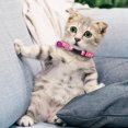 thumbnail image 2 of Print Cat Collar Breakaway Collar With (Colorful Woven Nylon Pet Neckband), 2 of 3