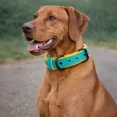 thumbnail image 2 of Dog Collar. Handmade Genuine Leather Dog Collar – Teal with Yellow Inner Liner, Adjustable Buckle. Buddies Collars, 2 of 5