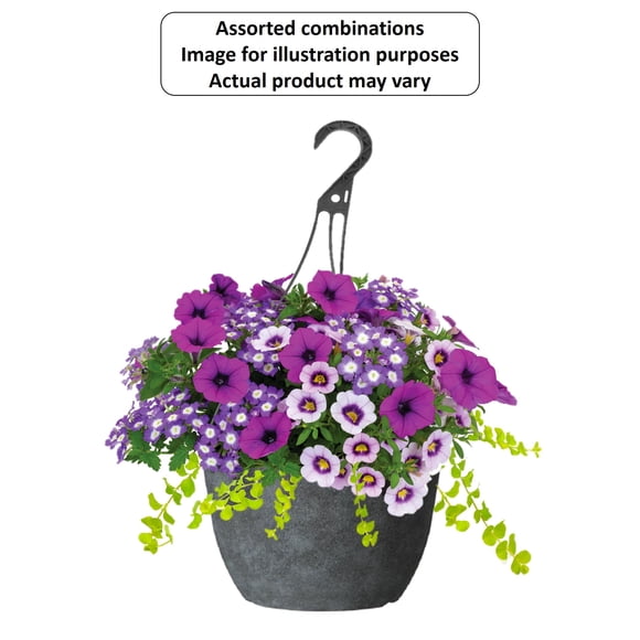 Panier Suspendu De Fleurs Annuelles#13 Expert Gardener, Assorties