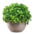 thumbnail image 1 of Artificial Plant Potted Lifelike Round Fake Greenery Plant Faux Plant Decoration, 1 of 10