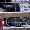 thumbnail image 3 of Farm Innovators 500 Watt Submergible Cast Aluminum De-Icer for Farm, 4 Pack, 3 of 3