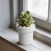 Succulents Plants Pot Simples Indoor Mini Plastic Flower Pot Creatives Desktop Succulents Planter.