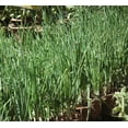 thumbnail image 2 of 500 Riverside Sweet YELLOW SPANISH ONION Allium Cepa Vegetable Seeds, 2 of 2