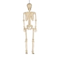 thumbnail image 4 of Squelette d’Halloween articulé de 36 po (91,44 cm), 4 of 7
