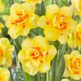 thumbnail image 1 of Flower Bulbs - Narcissus Double Tahiti ( 25 Bulbs  ), 1 of 1
