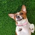 thumbnail image 3 of WIFKLSIIPG Shiny Rhinestone Pet Collar Bone Jewelry Dog Collar Small and Medium Dog Chain, 3 of 7