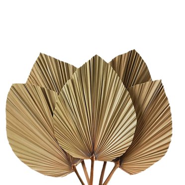 Décor de Chambre Feuilles de Palmier Séchées 5 Pcs - 18 Pouces H x 10 Pouces L Grand Décor de Feuilles de Palmier Naturelles pour un Bel Aspect Bohème