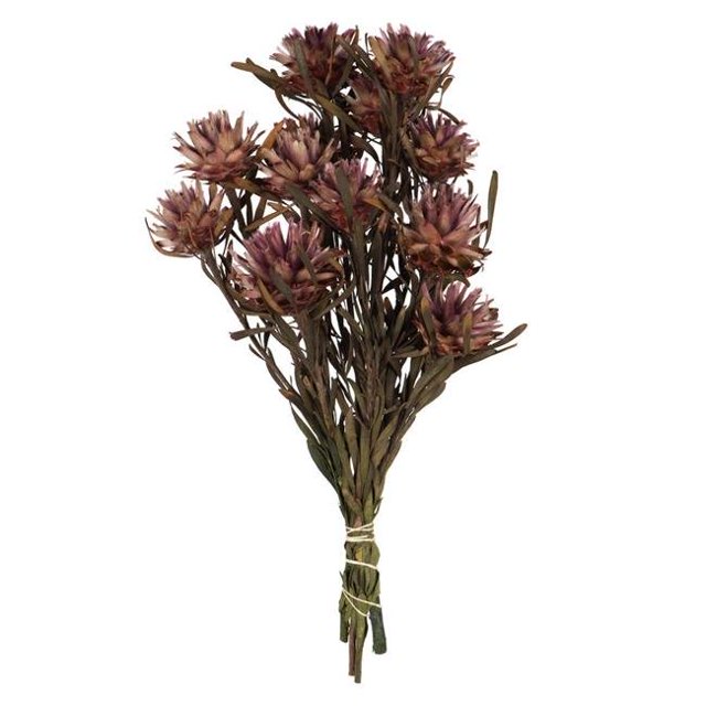 Vickerman H1PMF580 Bouquet de Prunier Orchidée Pourpre 8-20 Po - 8 Têtes Préservées