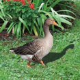 thumbnail image 3 of Duck Decor Realistic Life-like Ornamental Double-sided Printing Rustic Acrylic Garden Poultry Statue for Yard, 3 of 7