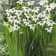 thumbnail image 1 of TASC Flower Bulbs Gladiolus callianthus Murielae (15 Bulbs), 1 of 1