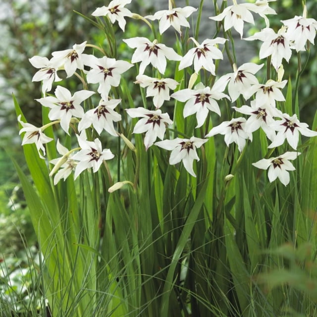 TASC Flower Bulbs Gladiolus callianthus Murielae (15 Bulbs) with white star-shaped flowers featuring dark purple centers, growing on slender green sword-like foliage, suitable for summer garden borders and attracting butterflies and pollinators in sunny to semi-shaded areas.