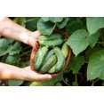 thumbnail image 4 of GSDWIUEW Graines de Concombre, Cornichon Buisson Héritage, 100 Graines, 4 of 5