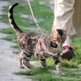 thumbnail image 3 of AURARMLET 1 Set Rust Proof Metal Kitten Harness and Leash for Small Cats, 3 of 7