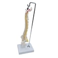 thumbnail image 1 of Human Spine Model Vertebral Column 17.7" Life Size for Teaching Aid hanging, 1 of 8