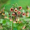 thumbnail image 1 of TASC Siculum Flower Bulbs-Miscellaneous Siculum (20 Bulbs), 1 of 1