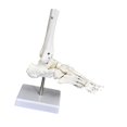 thumbnail image 3 of Bunblic Human Joint Model Realistic Teaching Tool,Educational,Medical,Lightweight,Scientific Skeleton Model for Display Study Science Foot, 3 of 8