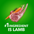 thumbnail image 4 of Iams Minichunks Adult Dry Dog Food Lamb & Rice Recipe 13.6kg, 4 of 17