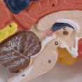 thumbnail image 3 of Realistic Human Brain Model Hand-assembly for Teaching, 3 of 7
