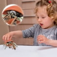 thumbnail image 4 of Daisyyozoid Modèle de Vie Marine Simulation pour Enfants Modèle d'Hermite Crabe Animal Jouets de Décoration, 4 of 5