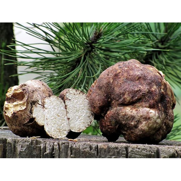 HJADGG 100+ White Truffle Mushrooms Spores Mycelium Spawn Dried Seeds for Planting Non GMO