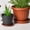6Pcs round drip trays for pots Under $5 a1, variant on CQCYD Plant Saucers, Heavy Duty Plastic Drip Trays, Round Water Catcher Trays for Indoor Outdoor Flower Pots, Plant Pot Base Protector for Floor Deck Patio