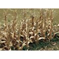 thumbnail image 1 of Bâtonnets de Maïs Secs 2 Pouces de Haut 28/pkg, 1 of 2