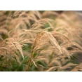thumbnail image 4 of Feather Reed Grass 2 Gallon, 4 of 4
