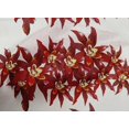 thumbnail image 4 of oneOone Cotton Poplin Fabric Flower Artistic Printed Fabric 1 Yard 42 Inch Wide, 4 of 4