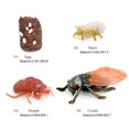 thumbnail image 3 of 1 Ensemble Modèle de Ver de Pique en Plastique Premium Figurines d'Insectes Significatives Modèles Éducatifs Précoces pour Projet Scolaire cicada type1, 3 of 6