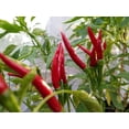 thumbnail image 3 of GSDWIUEW Thai Dragon Chili Pepper Seeds, , Non-Hybrid, 100 Count, 3 of 4