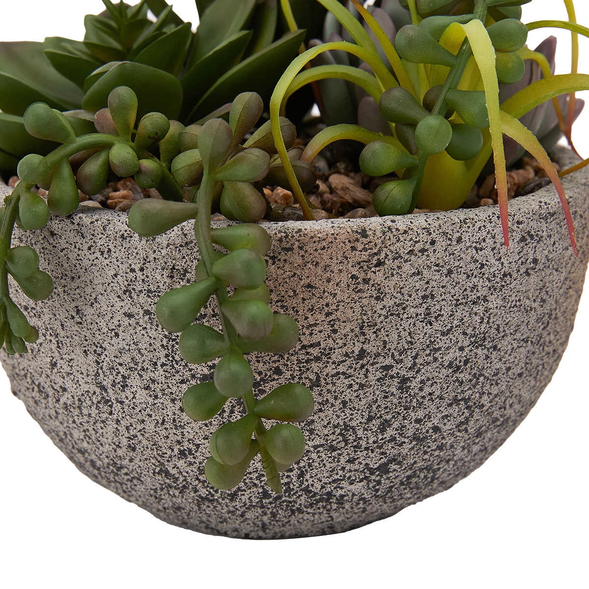 Plante succulente Anko en pot