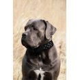 thumbnail image 3 of ATHENS Leather Dog Collar Multi- Row Rhinestones, 3 of 4