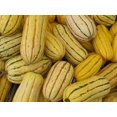 thumbnail image 1 of 50 DELICATA SQUASH Striped Sweet Potato Cucurbita Pepo Vegetable Seeds, 1 of 10